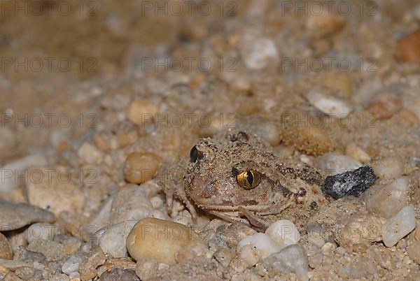 Garlic toad