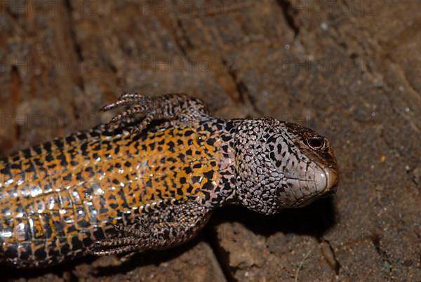 Common Lizard