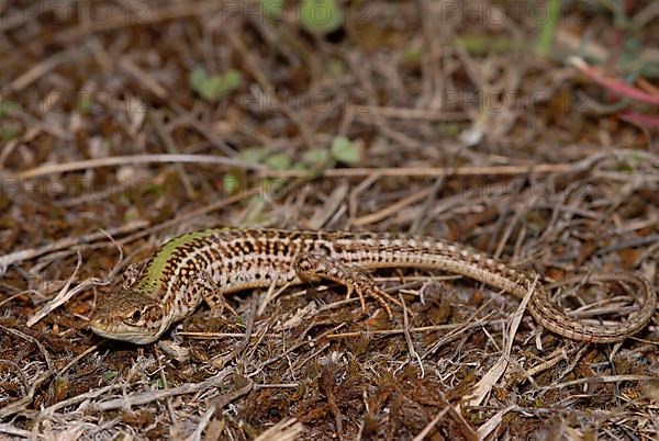 Crimean wall lizard