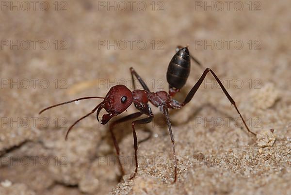 Desert ant