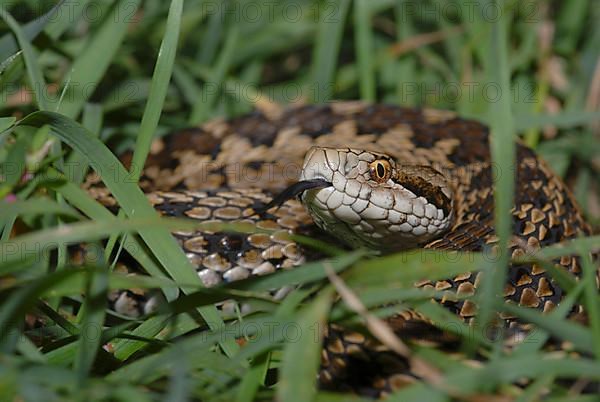 Hungarian meadow viper