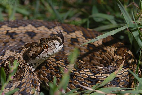 Hungarian meadow viper