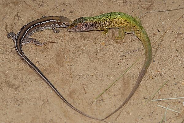 Green lizard