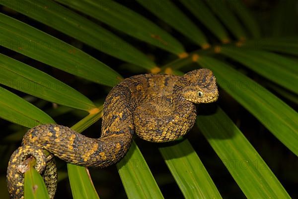 Usambara bush viper