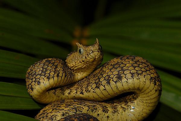 Usambara bush viper