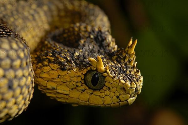 Usambara bush viper