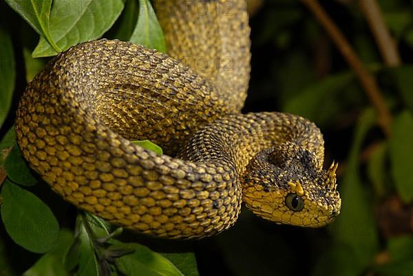 Usambara bush viper