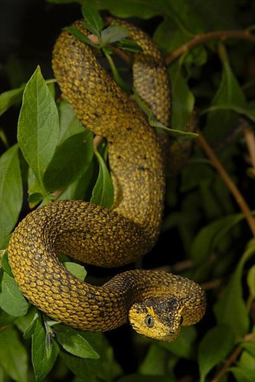 Usambara bush viper