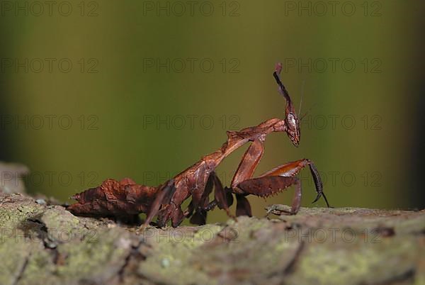 Ghost Mantis