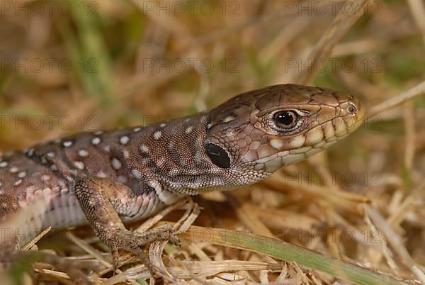Young pearl lizard