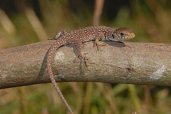 Young pearl lizard