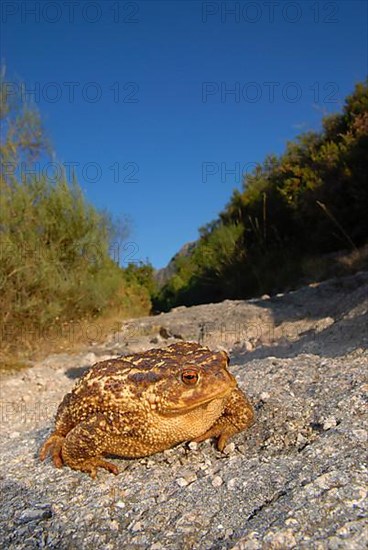 Mediterranean croet