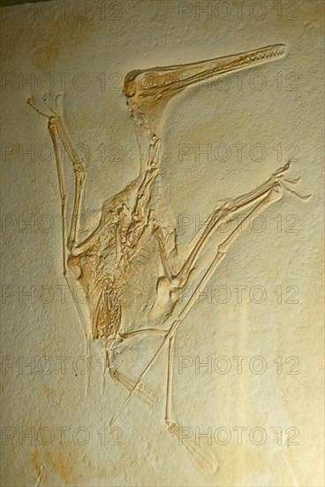 Fossil pterosaur