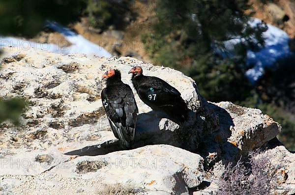 Californian Condor