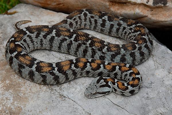 Wagner's mountain viper