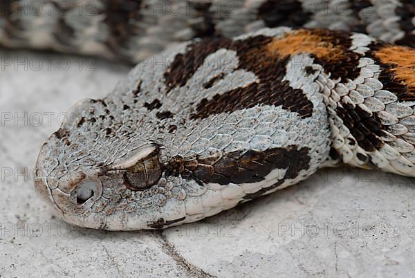 Wagner's mountain viper