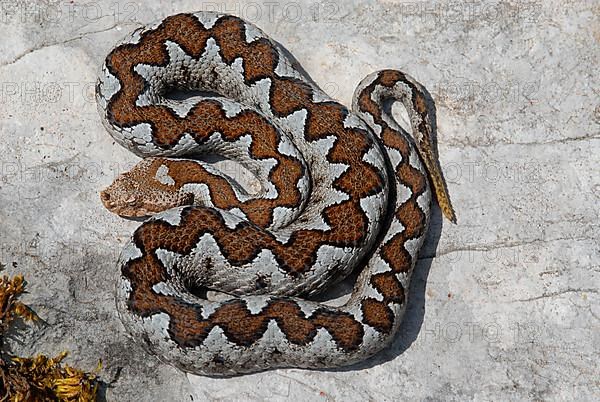 European horned viper