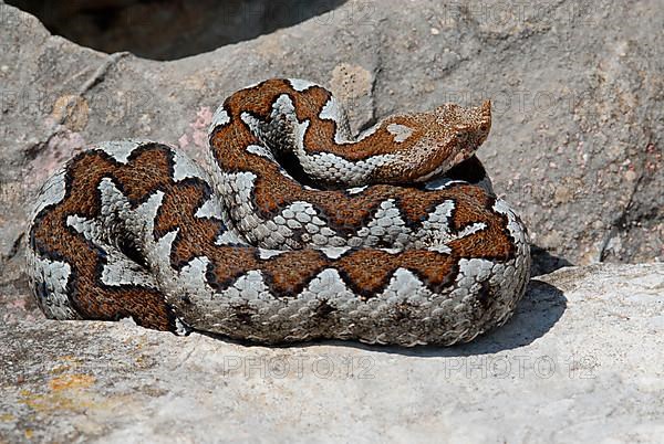 European horned viper