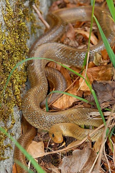 Aesculapian snake