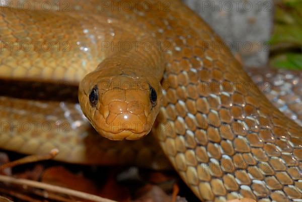 Aesculapian snake