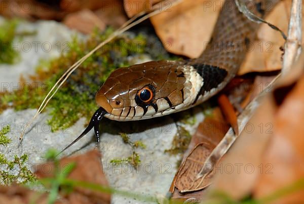 Barred ring snake