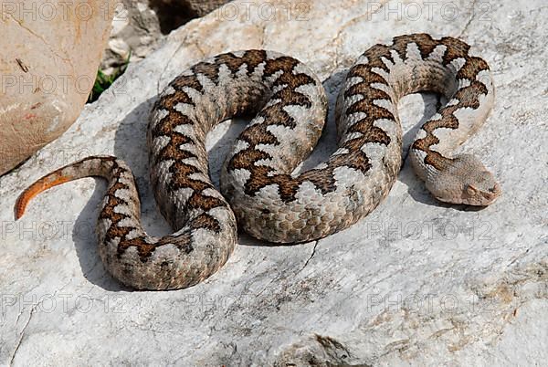 European horned viper