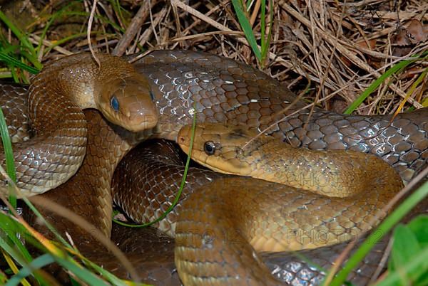 Aesculapian snake