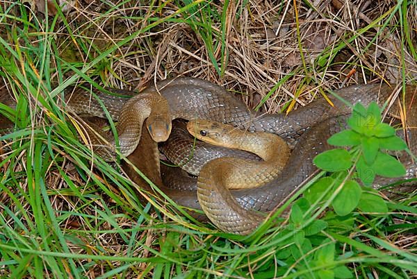 Aesculapian snake