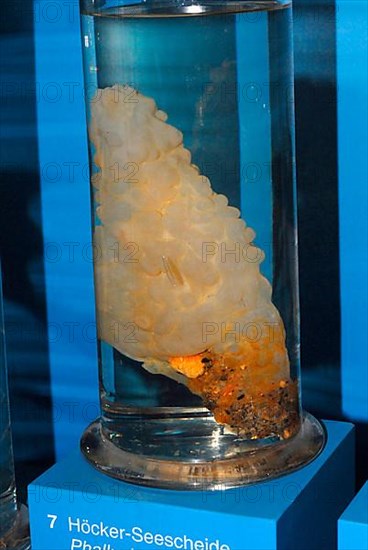 sea squirt