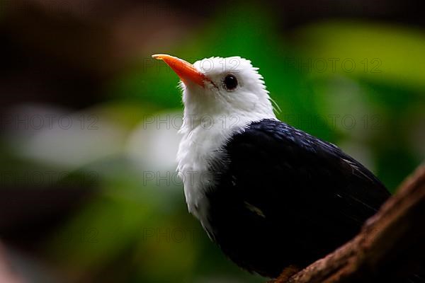 White-headed Wood Hoopoe