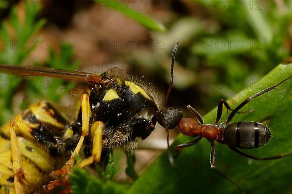 Pathfinder ant drags dead wasp