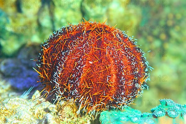 Collector sea urchin