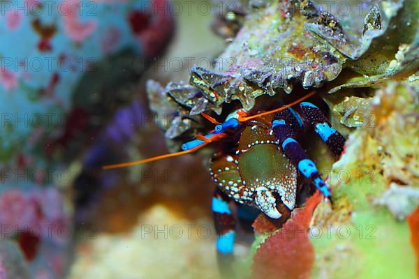 Left-handed hermit crab