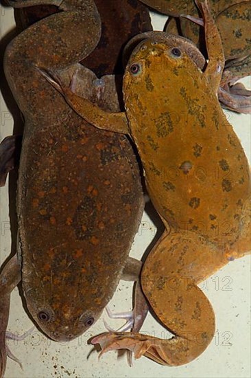 Smooth clawed frog