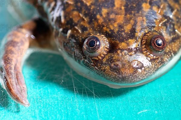 Smooth clawed frog