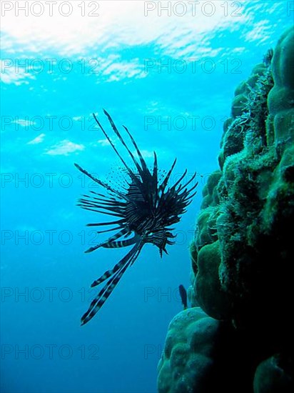 Antennas firefish