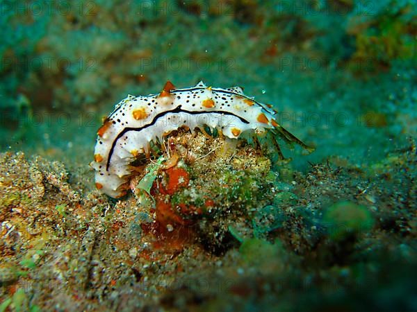 Striped sea cucumber juvenile