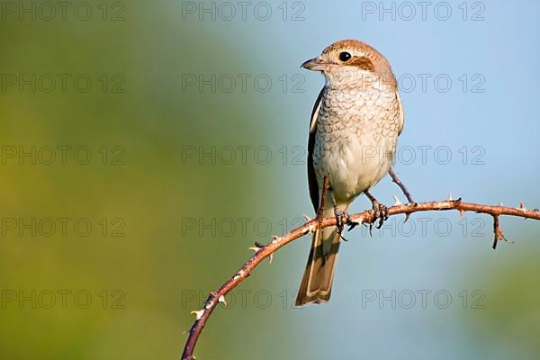 Red-backed Shrike