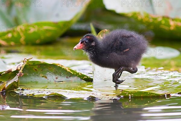 Moorhen