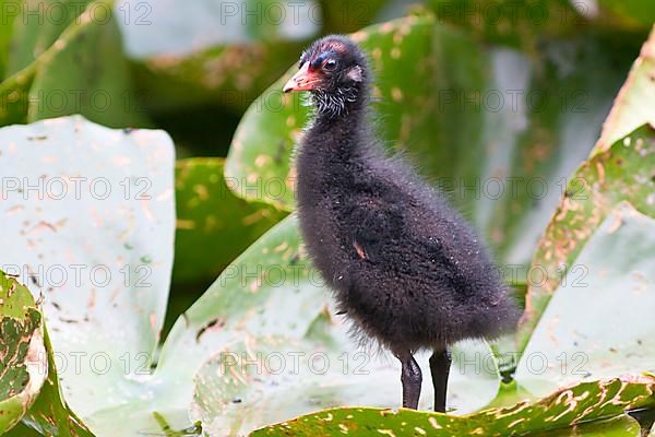 Moorhen