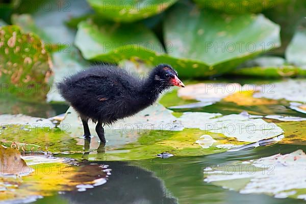 Moorhen