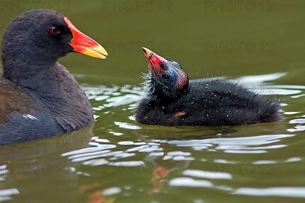 Moorhen