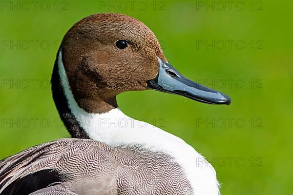 Pintail duck