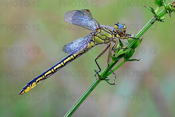 Western Dragonfly