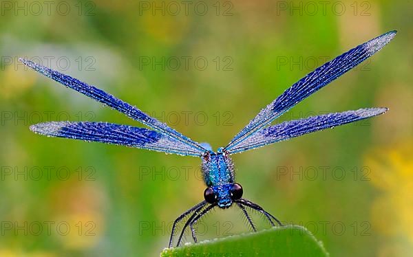 Banded Darter