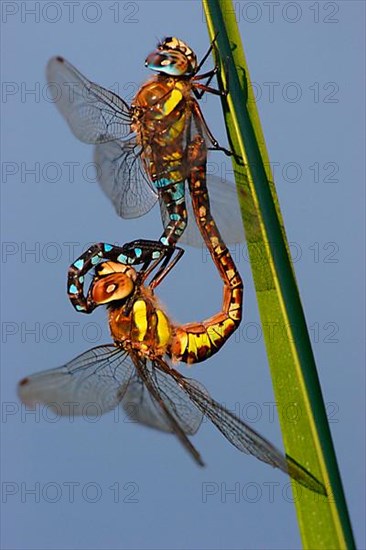 Autumn mosaic damselfly