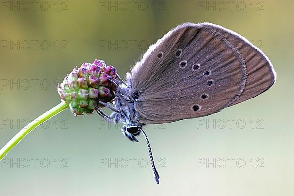 Dark meadow-headed ant-blue