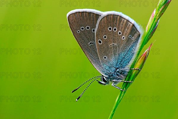 Dark meadow-headed ant-blue