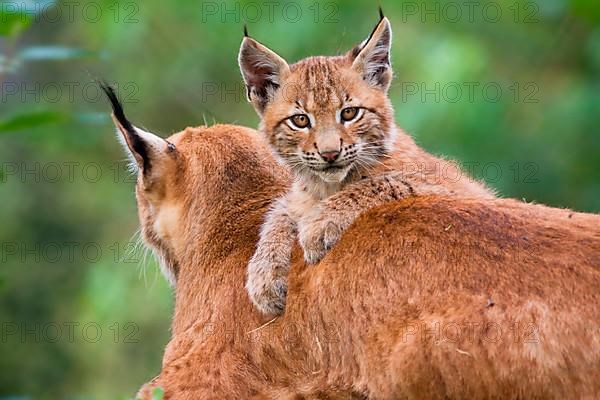 European lynx