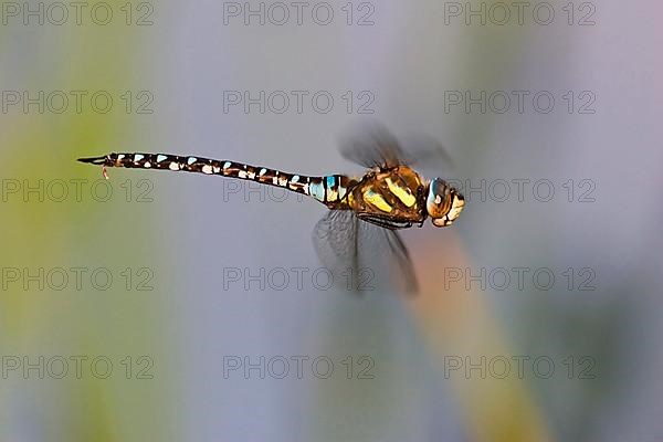 Autumn mosaic damselfly